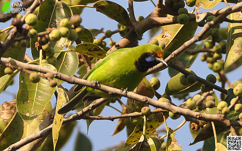 Golden-fronted Leafbird